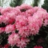 Top dressing rododendronów wiosną i jesienią